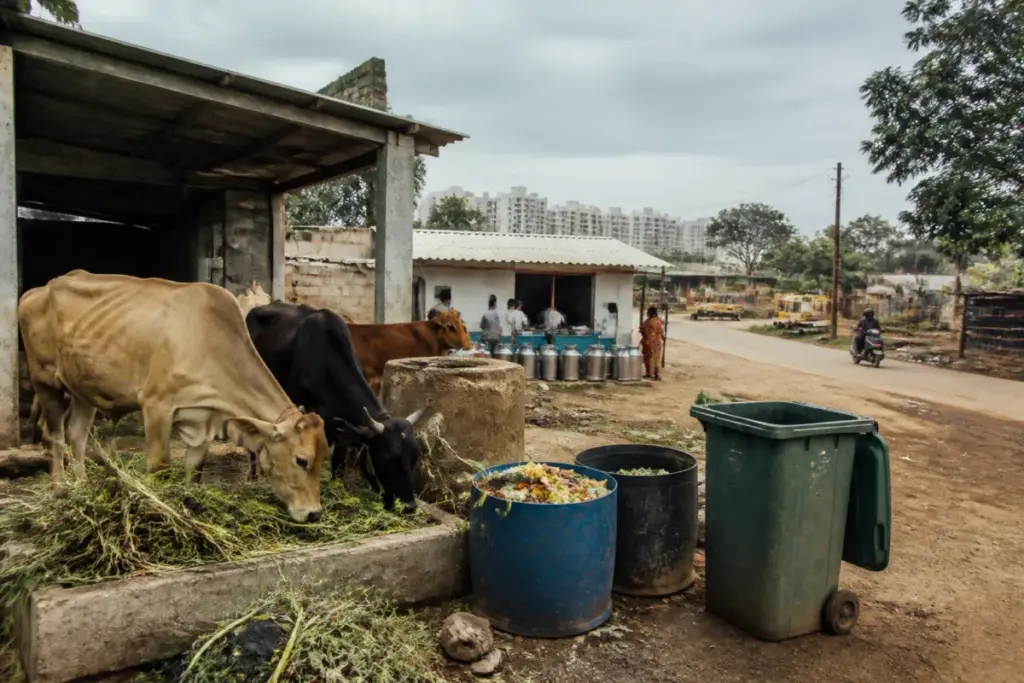 Cattle near Yelahanka amid concerns over hotel waste being used as feed and Yelahanka milk safety.