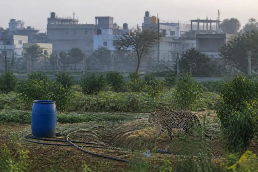 Leopard sighting Bengaluru near a farm in Nelamangala monitored by forest officials