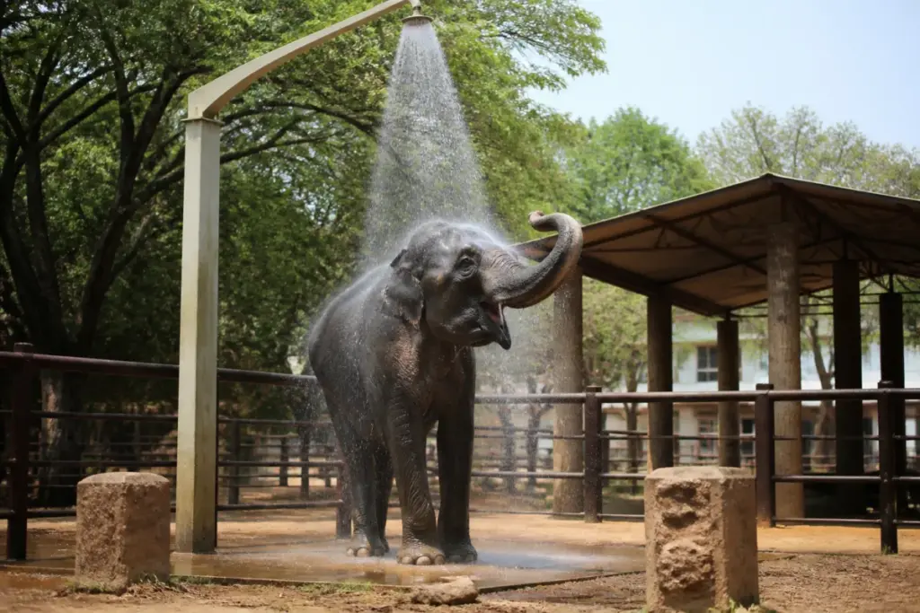 Hyderabad zoo heat measures include a shower operating in the elephant enclosure