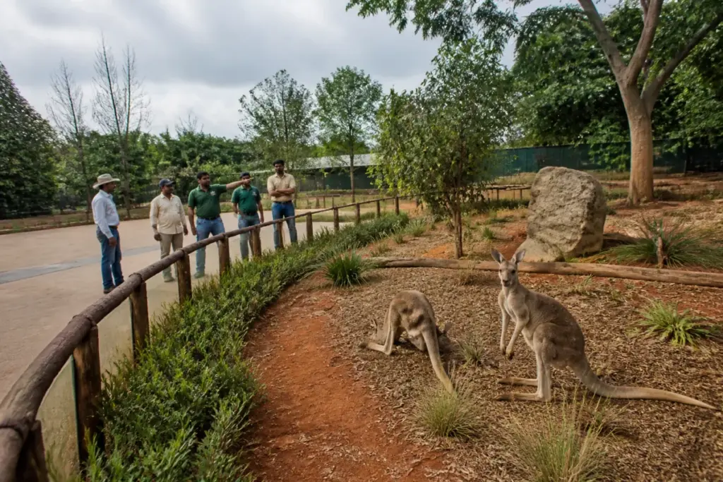 New kangaroo enclosure planned at Hyderabad zoo for arriving exotic animals