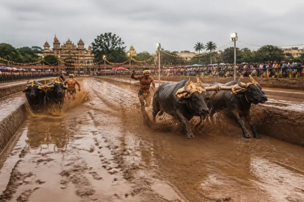 Kambala in Mysuru with jockeys racing buffaloes across a slush track during Dasara.