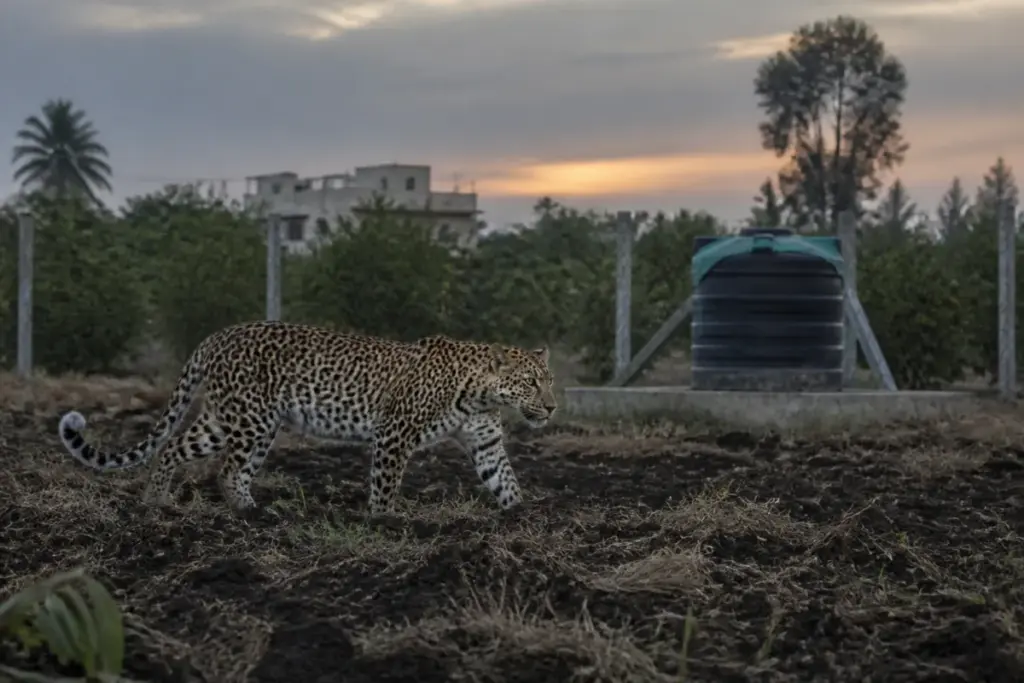 Nelamangala leopard captured on CCTV at a farm near Bengaluru