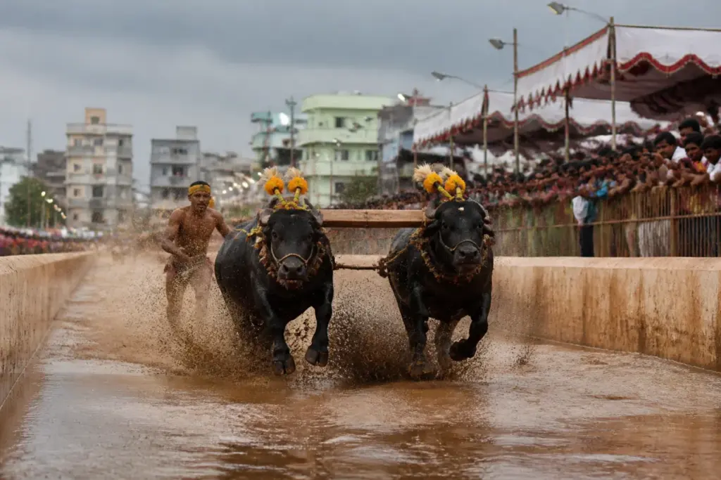 Kambala in Mysuru with jockeys racing buffaloes on a slush track during Dasara