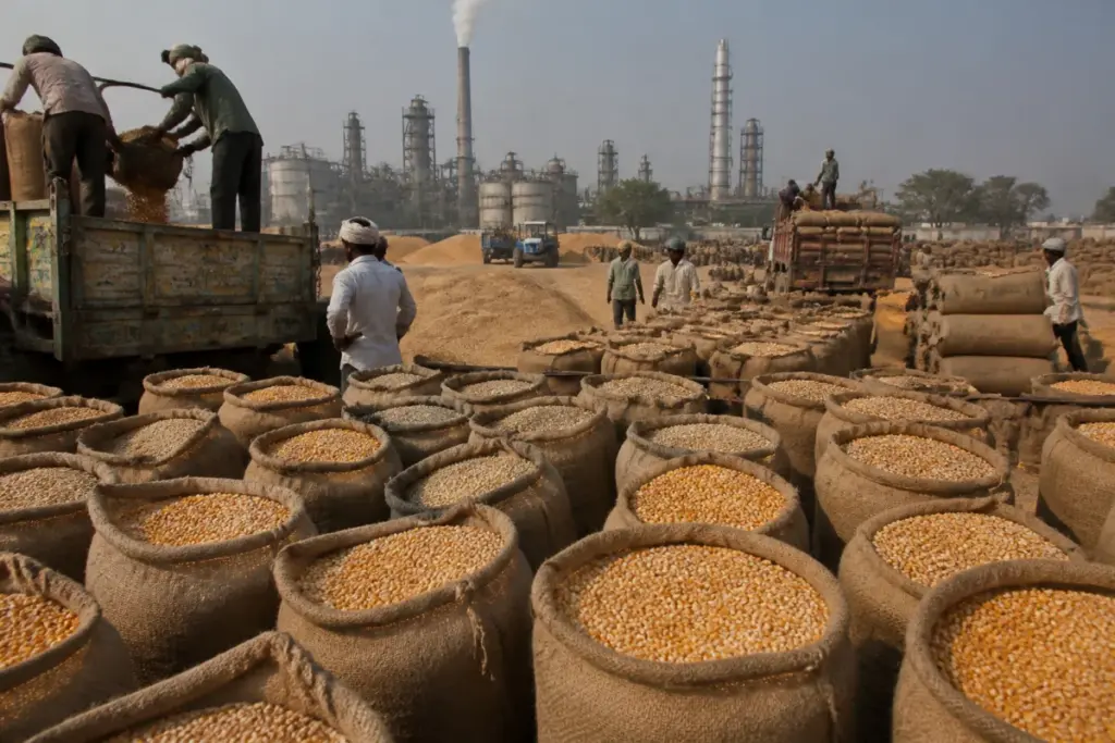 E20 ethanol programme pressures maize supplies used by poultry and dairy feed industries