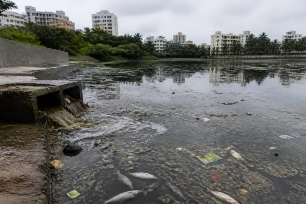 Bengaluru lake fishkill with dead fish and plastic waste floating in polluted Siddapura Lake