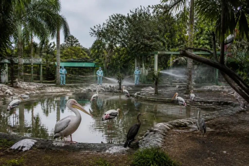 Vandalur Zoo bird flu response at a waterbird enclosure in Chennai