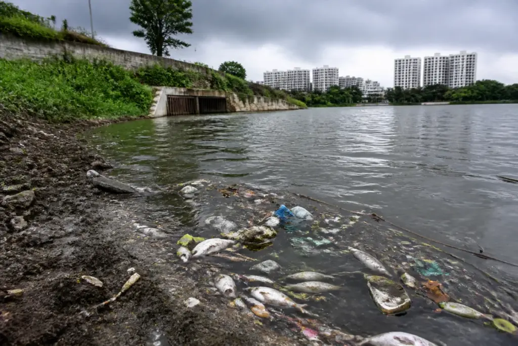 Bengaluru lake pollution at Siddapura lake with dead fish and floating plastic waste