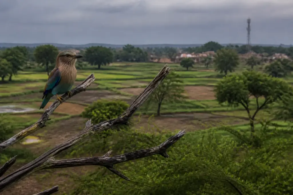 Indian roller perched on a tree near farmland in West Bengal amid shrinking habitat