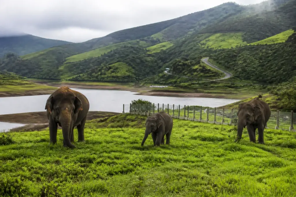 Mattupetty tourism project grassland near a Kerala elephant habitat