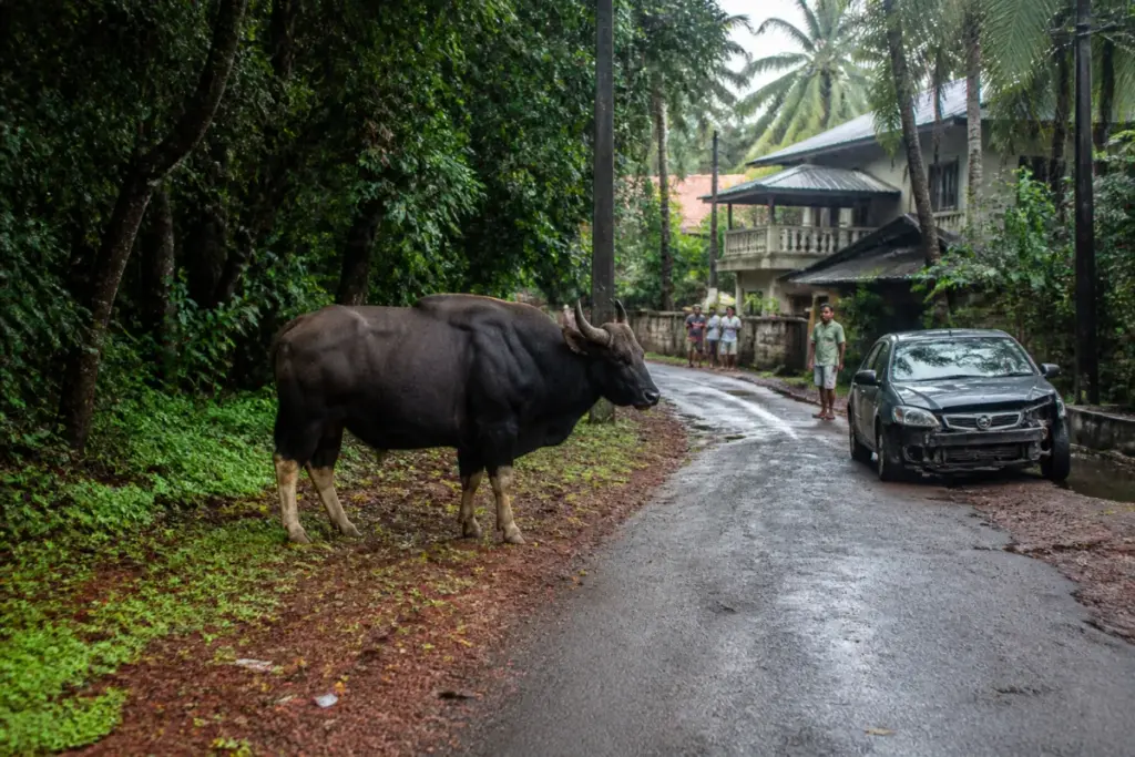 Goa wild bison near a village road and residential homes in Paliem