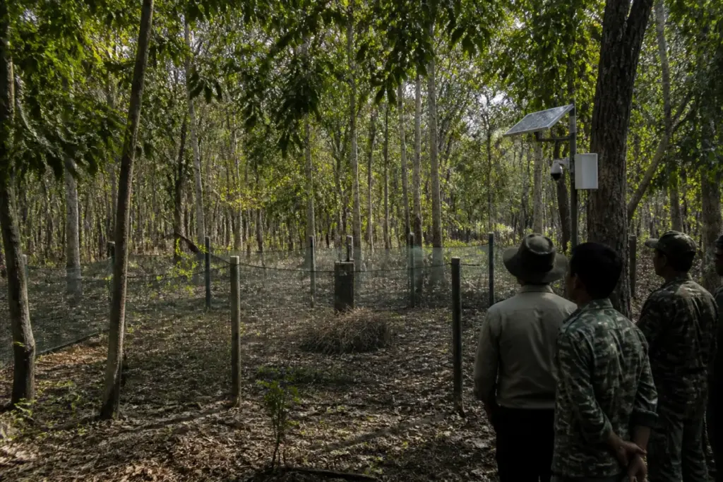 Forest enclosure built for the tiger T-122 capture operation in Chandrapur