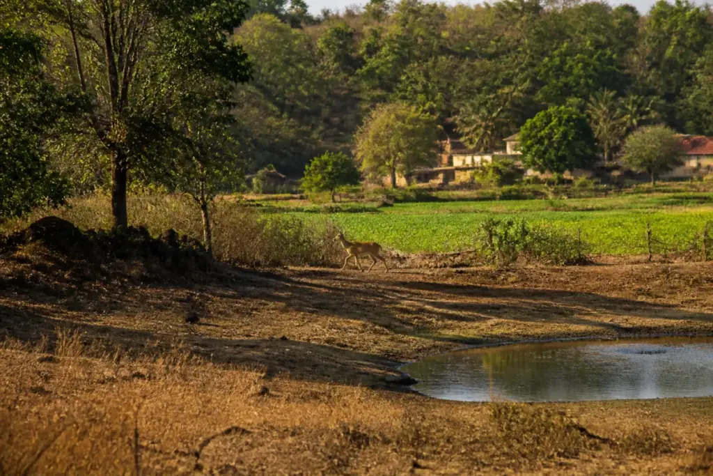 Ramtek-Parseoni forests near Nagpur facing summer water scarcity and wildlife movement risks