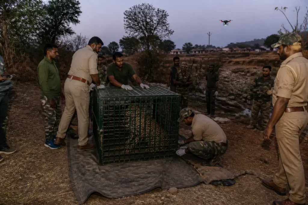Forest officials capture a leopard after the Baglan leopard attack in Nashik