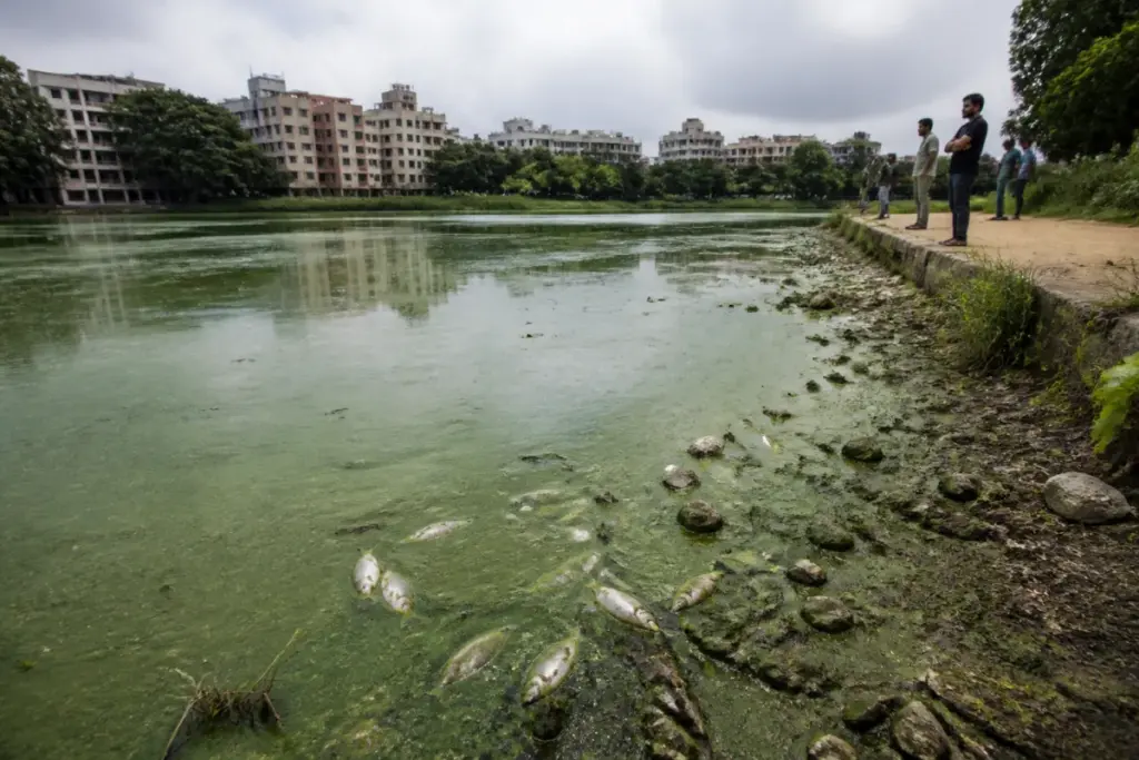 Dead fish and green algae covering polluted Siddapura Lake in Bengaluru