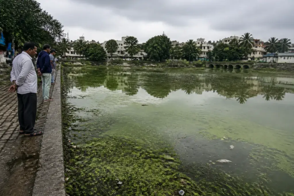 Green water and dead fish reported at Siddapura Lake in Bengaluru
