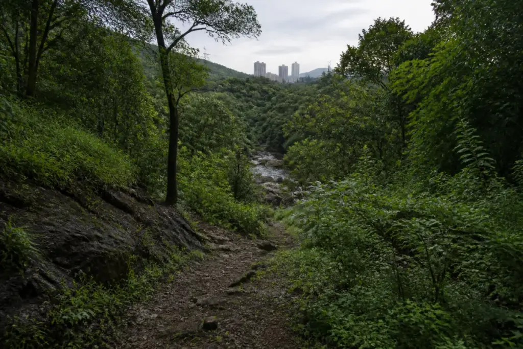 Mumbai poaching threat near Sanjay Gandhi National Park and its forested urban edge