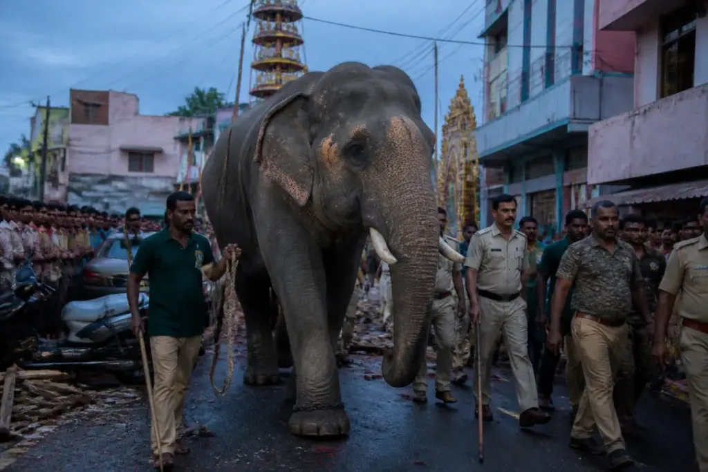Shimoga Dasara elephant incident involving an elephant in a crowded city procession
